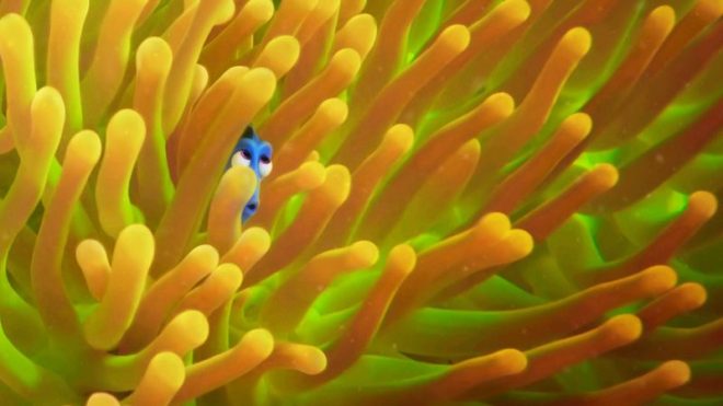Find Dory here?